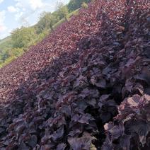 紫苏叶，东北种植货，双面紫色，紫苏叶，干货，