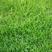 草坪种子黑麦草草籽四季常青绿化护坡狗牙根矮生免修剪草种子