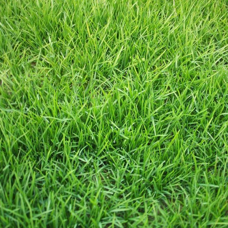 草坪种子黑麦草草籽四季常青绿化护坡狗牙根矮生免修剪草种子