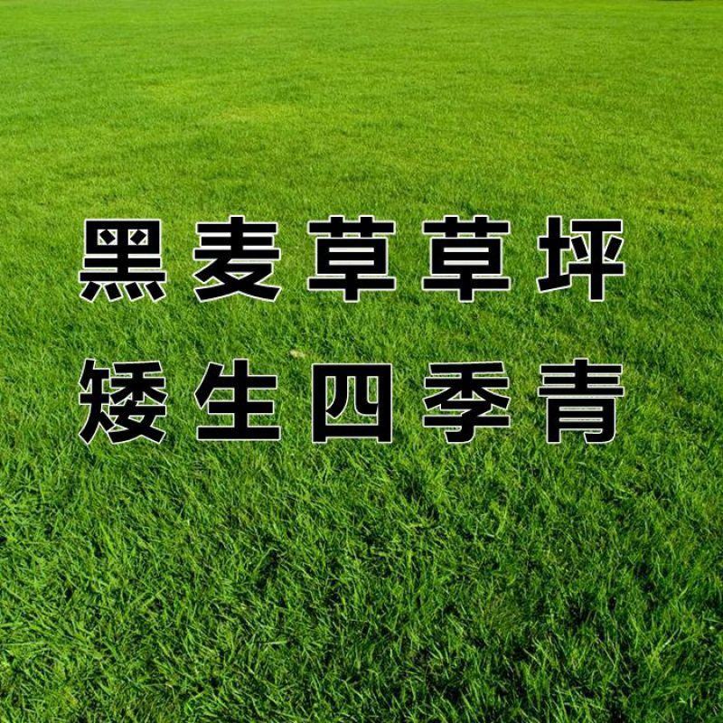 草坪种子黑麦草草籽四季常青绿化护坡狗牙根矮生免修剪草种子