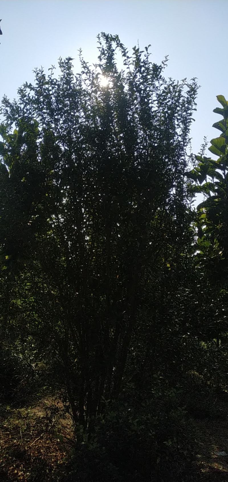丛生花石榴