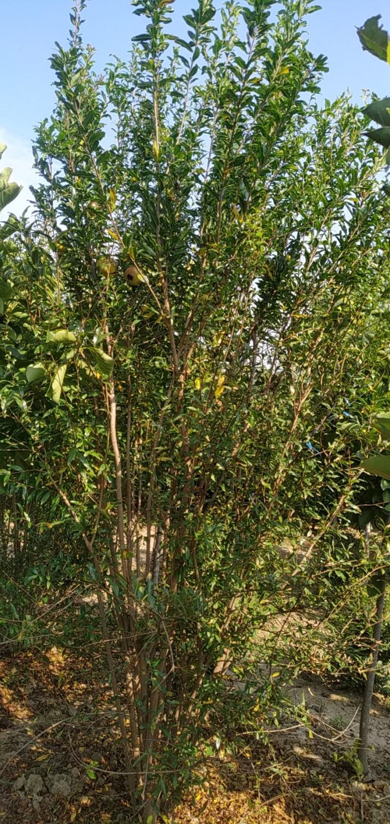 丛生花石榴