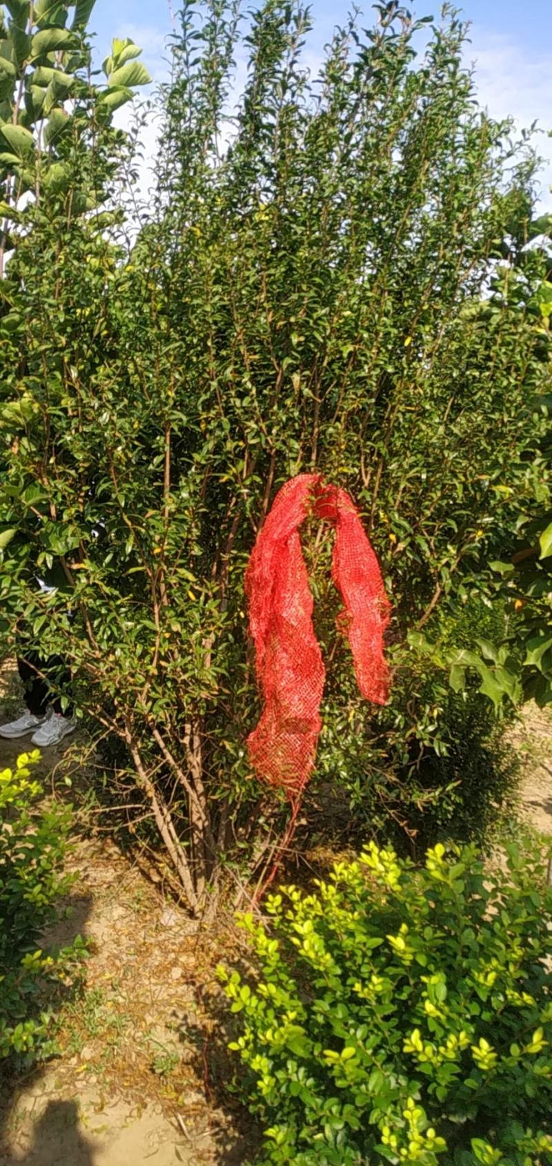 丛生花石榴