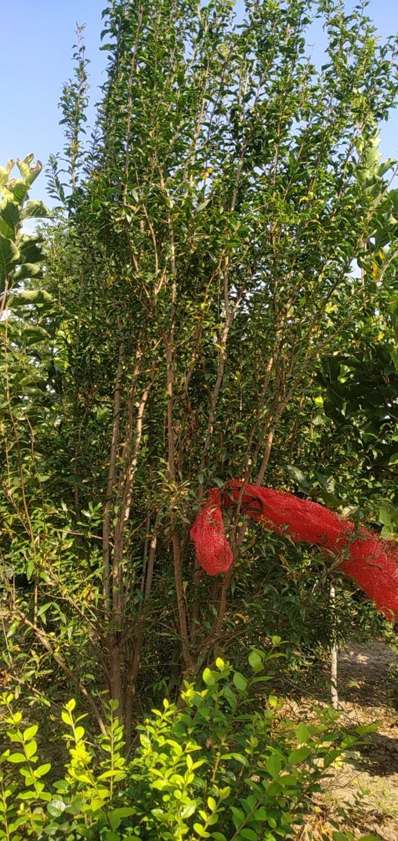 丛生花石榴
