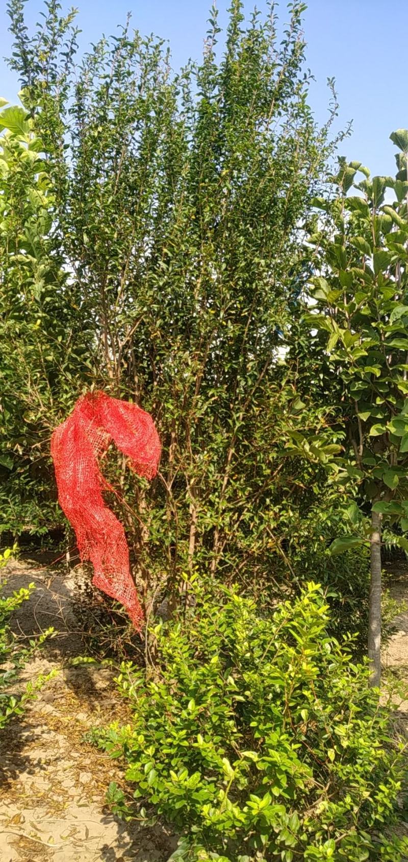 丛生花石榴