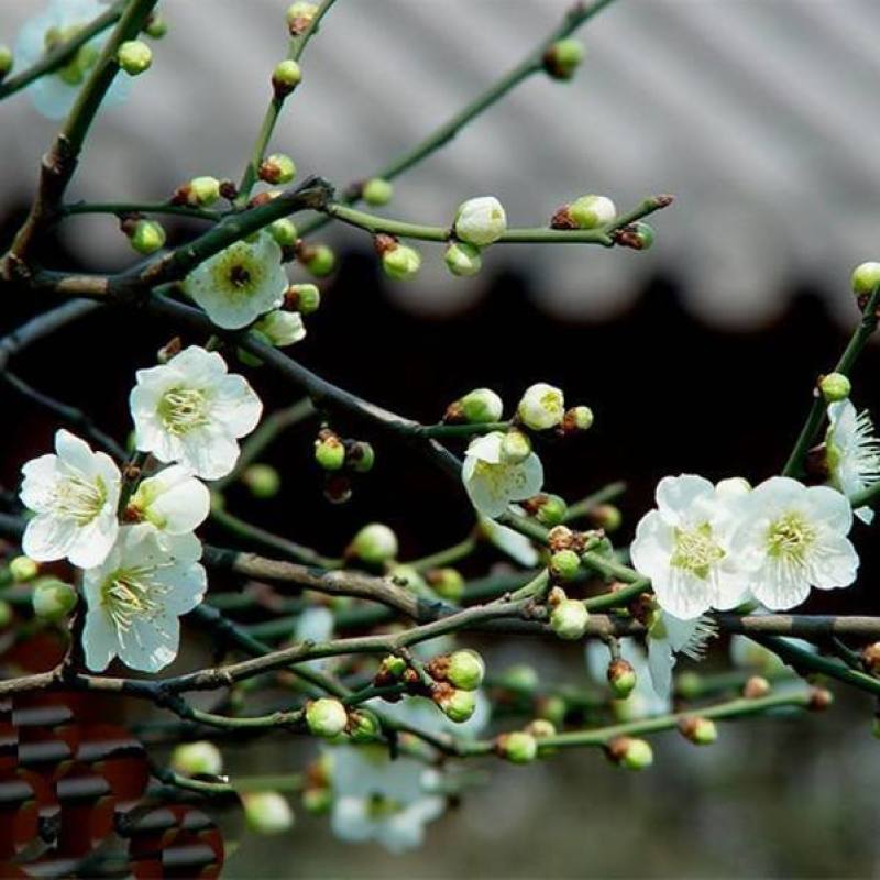 绿萼梅白梅花绿梅花花茶大量供应一件代发