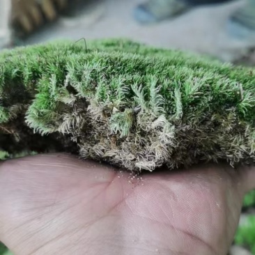 苔藓~星星，大灰，白发藓