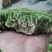 苔藓~星星，大灰，白发藓