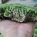 苔藓~星星，大灰，白发藓