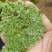 苔藓~星星，大灰，白发藓