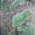 苔藓~星星，大灰，白发藓