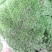 苔藓~星星，大灰，白发藓