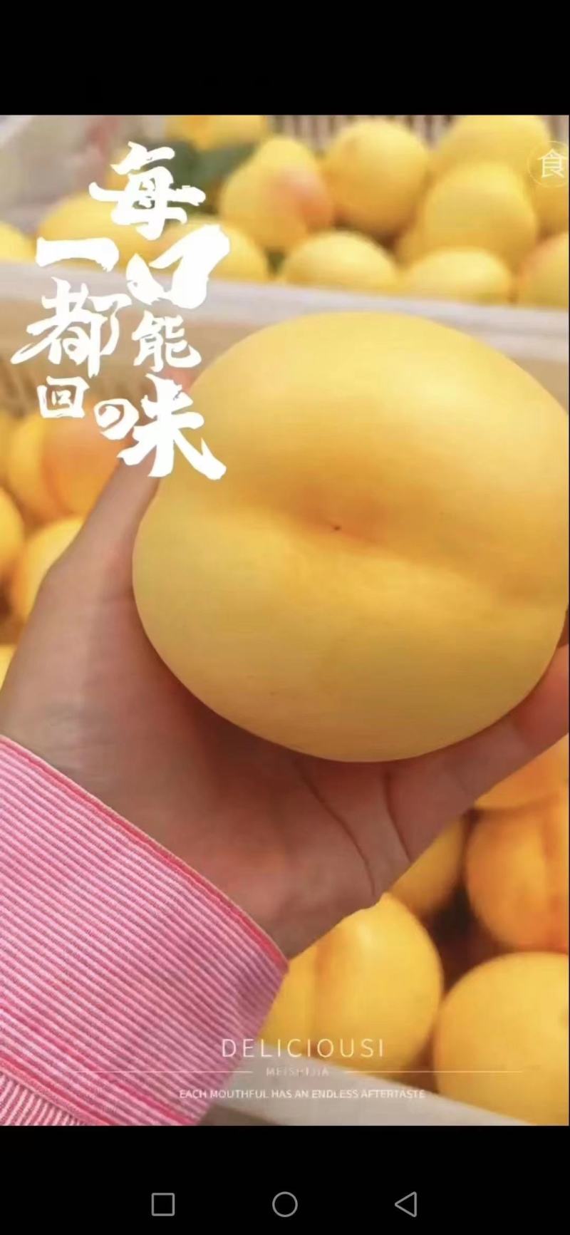 衡水市自家10年桃园产的优质黄桃，欢迎全国老板批发合作