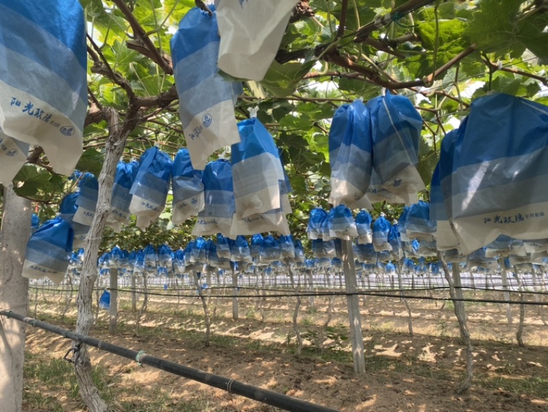 精品阳光玫瑰葡萄一手货源对接全国市场商超可视频看货