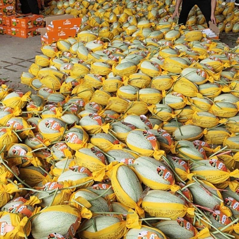 山东哈密瓜，网纹瓜，晓蜜25号哈密瓜，品牌货公司货，包地