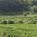 冬粉薯无渣新鲜