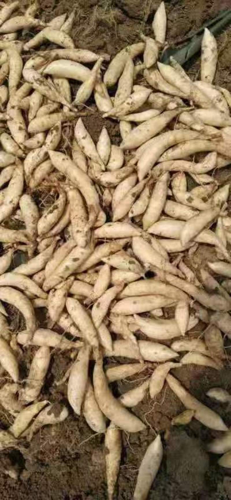 冬粉薯无渣新鲜