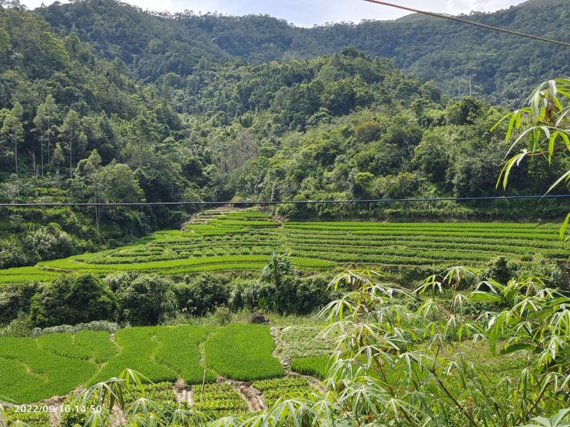 冬粉薯无渣新鲜