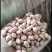 白沙新花生米8个筛选的精品，山东省邹城市华丰花生米加工