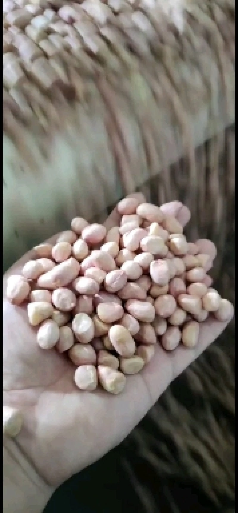 白沙新花生米8个筛选的精品，山东省邹城市华丰花生米加工