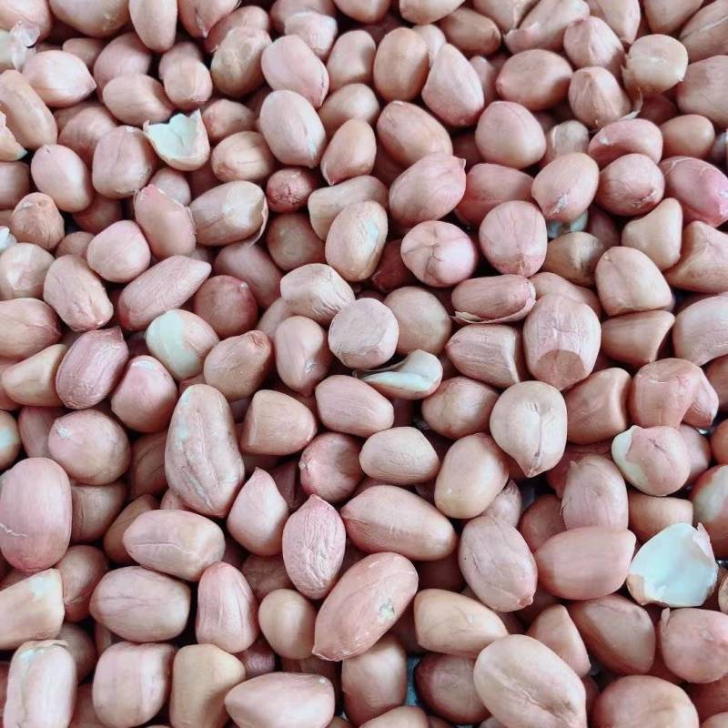 白沙新花生米8个筛选的精品，山东省邹城市华丰花生米加工