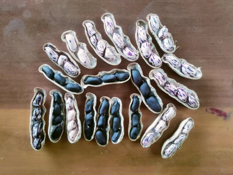 【精品花生】黑花生四粒花生米颗粒饱满无虫眼