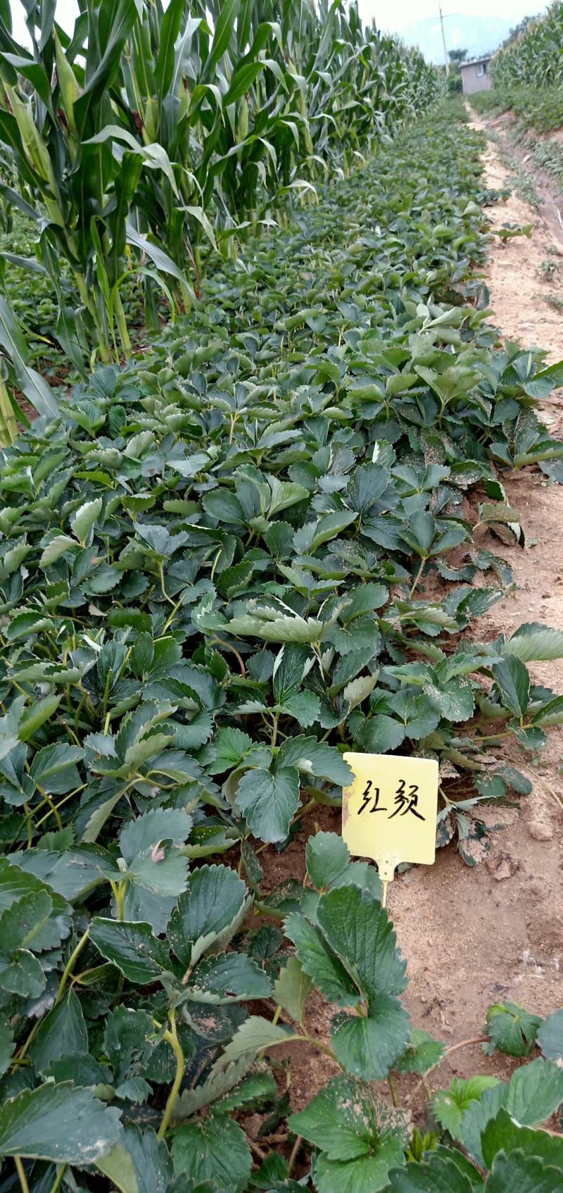 2022年9月份大叶红颜草莓苗价格，脱毒基质红颜草莓苗