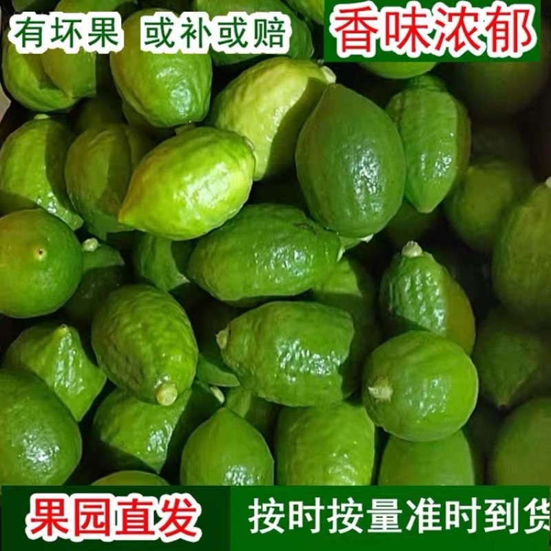 广东香水无籽青柠檬新鲜水果无籽广东香水青柠檬