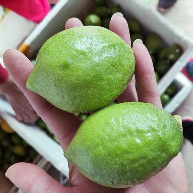 广东香水无籽青柠檬新鲜水果无籽广东香水青柠檬