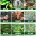 植剑50%氯溴异氰尿酸真菌细菌病毒果树蔬菜杀菌剂