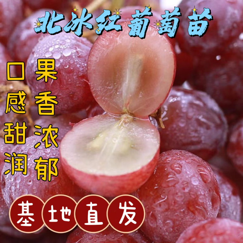 新品种北冰红葡萄苗双红耐寒冬天不下架南北方均可种植