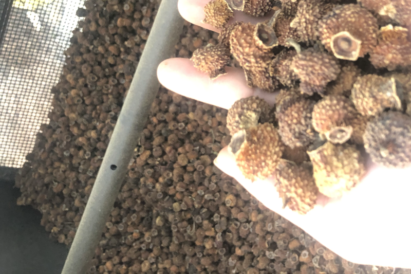 刺梨干果