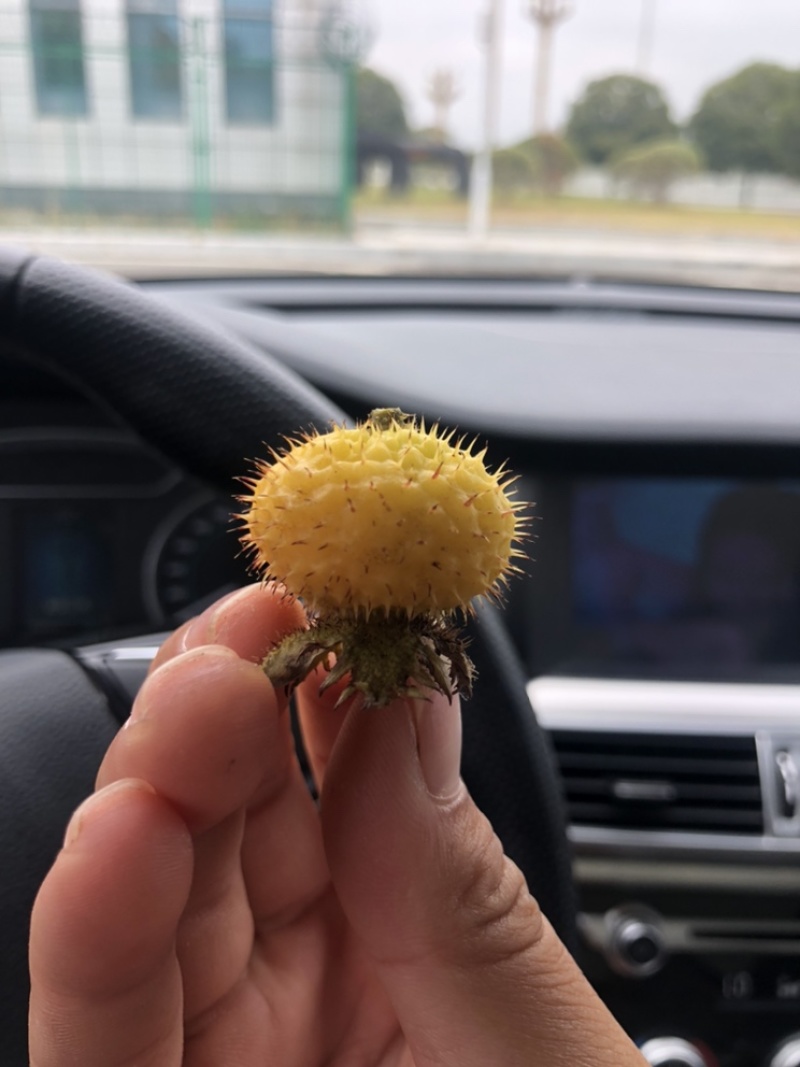 刺梨干果