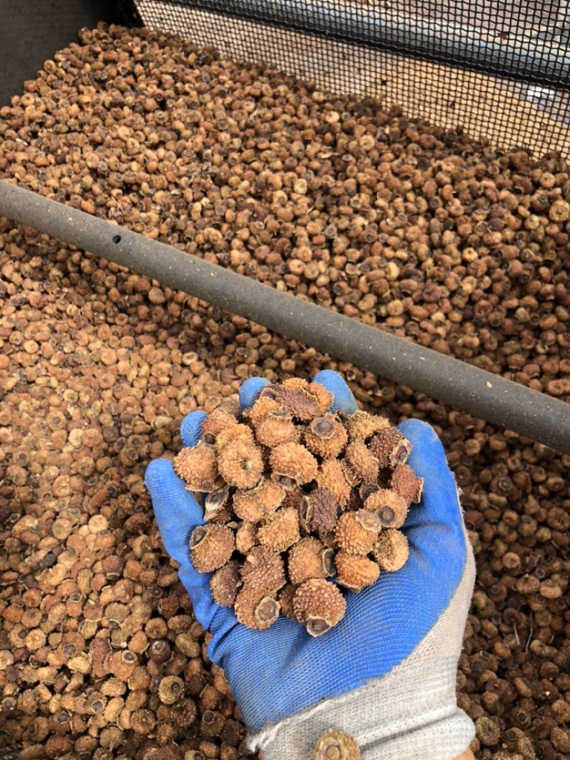 刺梨干果