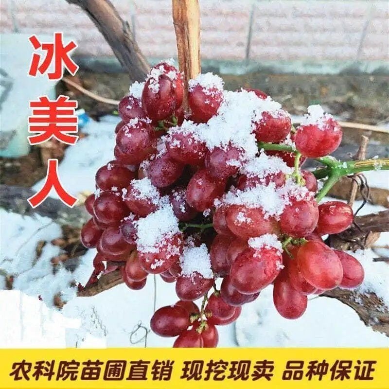 新品种北冰红葡萄苗双红耐寒冬天不下架南北方均可种植