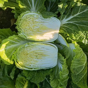 玲珑黄白菜