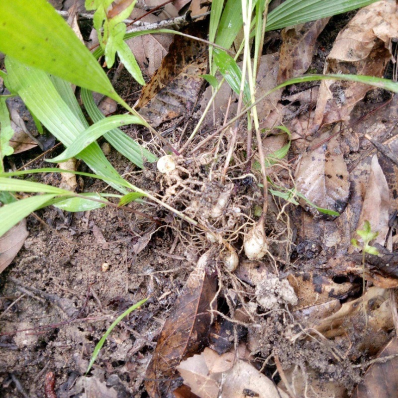 圆白芨野生小白芨纯野生，要货的赶紧联系，晚了就没货了