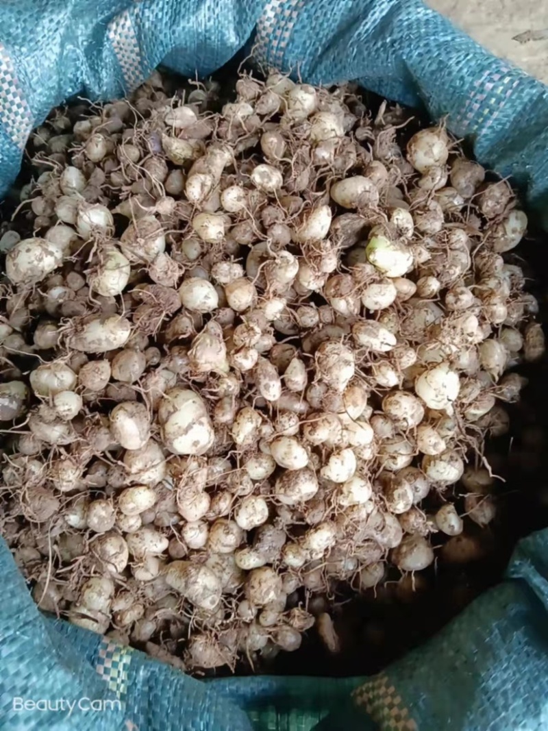 圆白芨野生小白芨纯野生，要货的赶紧联系，晚了就没货了