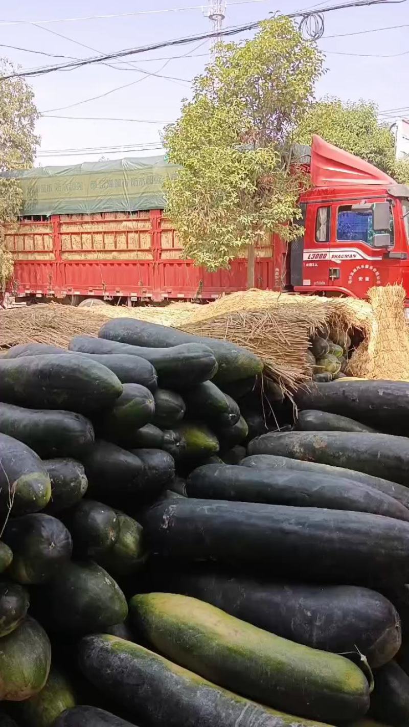 精品地冬瓜大量上市，欢迎新老客户前来下单