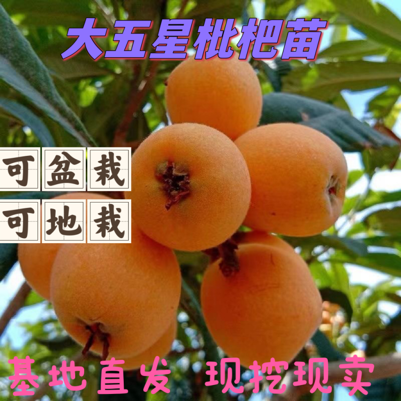 正宗嫁接大五星枇杷苗品味正宗盆栽地栽南北方均可种植