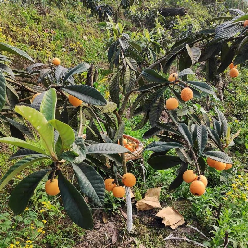 正宗嫁接大五星枇杷苗品味正宗盆栽地栽南北方均可种植