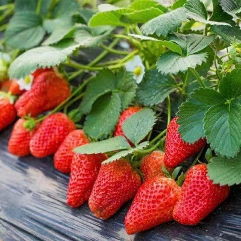 草莓苗原盆原土发货四季开花结果适合南北方庭院阳台奶油红颜