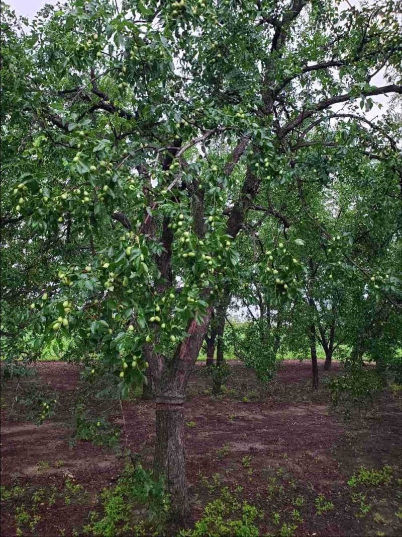 河北枣树沧州枣树枣树苗占地枣树古枣树