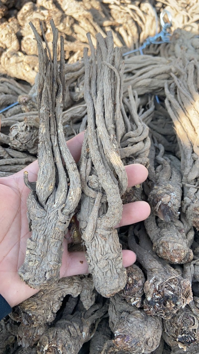 岷县当归成品当归个无硫原色当归去尾当归个
