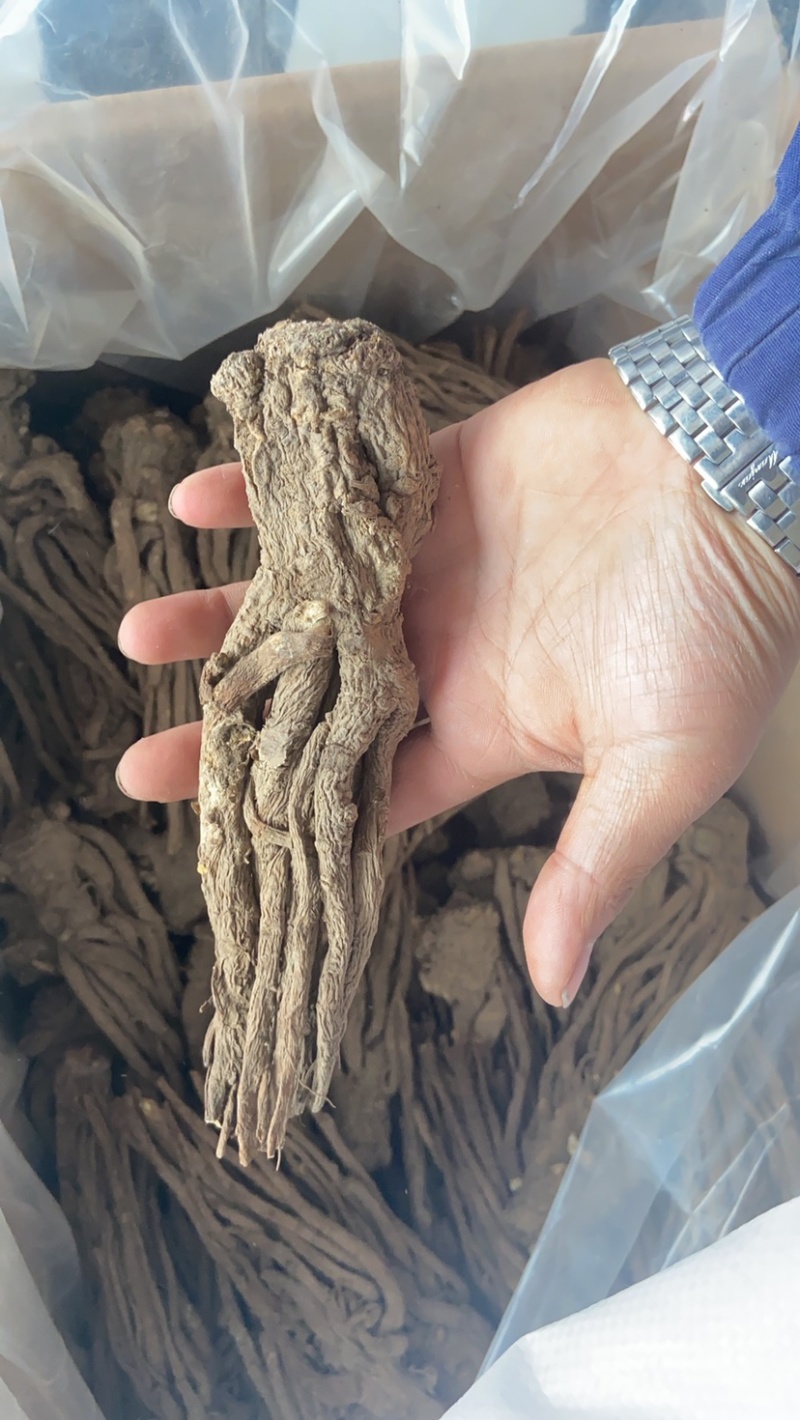 岷县当归成品当归个无硫原色当归去尾当归个