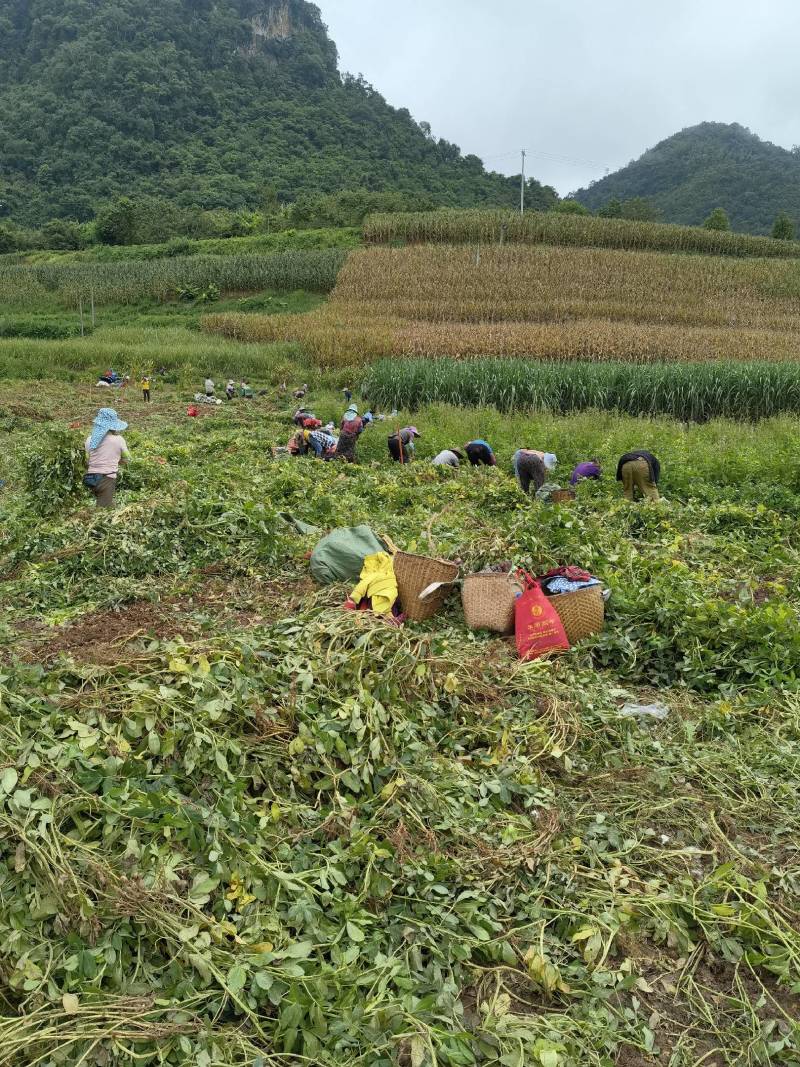 年云南普洱孟连七彩花生，五彩花生，七彩花生米
