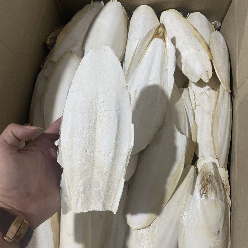 海螵蛸一手货源