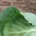 精品包菜甘蓝平包精品甘蓝圆包菜产地供应货源充足