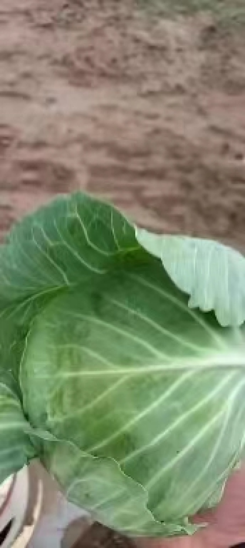 精品包菜甘蓝平包精品甘蓝圆包菜产地供应货源充足