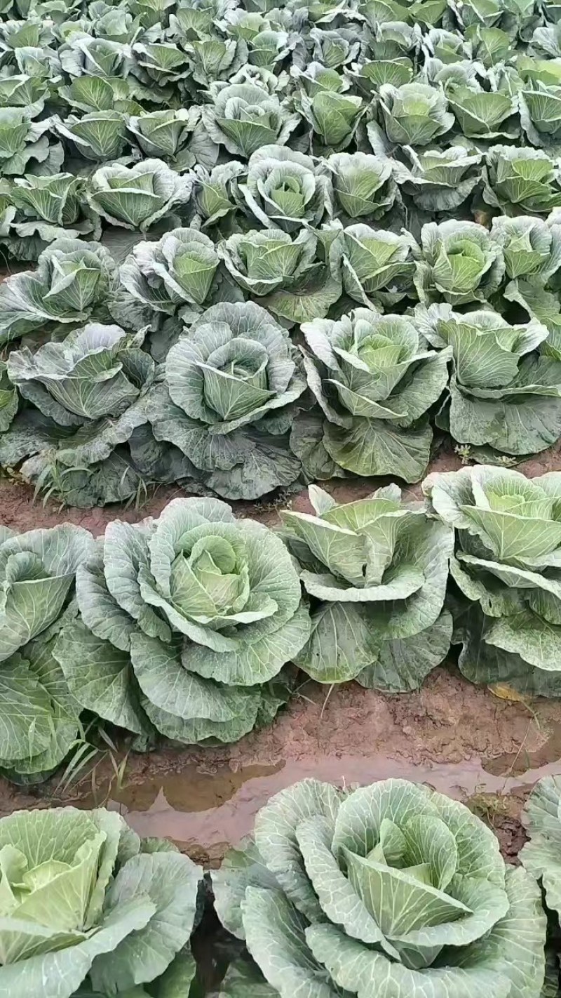 精品包菜甘蓝平包精品甘蓝圆包菜产地供应货源充足